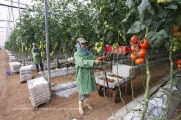 Image du Maroc Professionnelle de  Agriculture moderne au Sahara, des femmes marocaines effectuent la cueillette des tomates en grappes sous une serre dans une ferme à Dakhla. Dans cette région la production des tomates en grappes bénéficie d’un climat phénoménalement ensoleillé, tempéré et régulier, Mardi 21 Novembre 2006. Avec l'introduction des cultures sous abris serres, la région de Dakhla est devenue en très peu de temps célèbre pour ces productions de fruits et légumes destinés à l’export. (Photo / Abdeljalil Bounhar) 